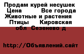 Продам курей несушек › Цена ­ 350 - Все города Животные и растения » Птицы   . Кировская обл.,Сезенево д.